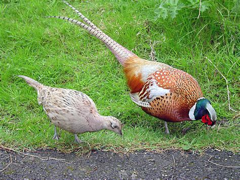 file male and female pheasant wikimedia commons