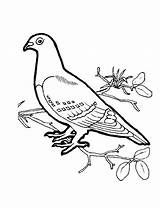 Dove Coloring Pages Bird Birds Drawing Doves Colour Clipart Pigeon Turtle Color Kids Drawings Popular Comments Coloringhome sketch template