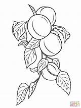 Coloring Apricot Pages Branch Drawing sketch template