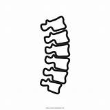Spine Coluna Vertebral Colorir Vertebrale Colonna Chiropractic Spinal Pain Pinclipart Nama Ultracoloringpages sketch template