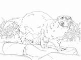 Coloring Otter River North American Pages Otters Animals Realistic sketch template
