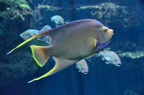 tropical saltwater fish  stock photo public domain pictures