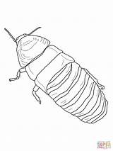 Cockroach Hissing Madagascar Coloring Drawing Pages Clipart Getdrawings Clipground Printable Giant Template Results sketch template