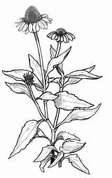 Coneflower Milkweed sketch template