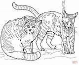Colorare Wildcat Wildcats Andes Gatti Caracal Selvatici Dieren Europei Gatto Designlooter Willie Drawings Selvatico Disegnare Cerca Categorie sketch template