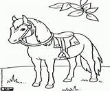 Cavalo Colorir Sela Pferd Sattel Caballo Pronto Kolorowanki Paard Cavalos Cavallo Zadel Koń Caballos Siodła Gotowy Sella Pferde Preparado Montar sketch template