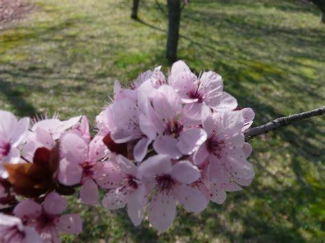 Prunus Tree Flowering In April In Connecticut Trees And