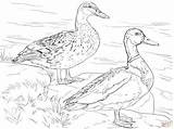Mallard Ducks Canard Supercoloring Colvert sketch template
