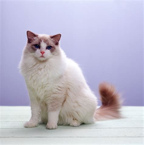 celebrity profile   cat   yorker