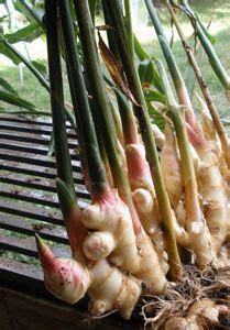 grow  fresh ginger stalks organic vegetables organic