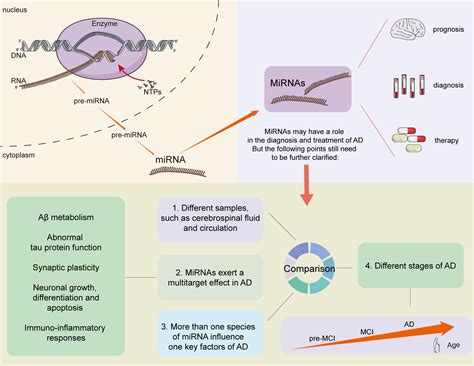 frontiers micrornas  alzheimers disease function  potential applications  diagnostic