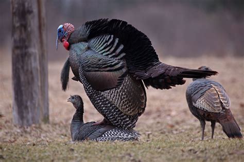 the truth about wild turkey sex inside their kinky bdsm rituals