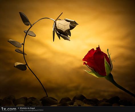 beautiful photographs  roses stockvaultnet blog