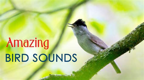 amazing bird song incredible sound  bird singing  top