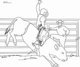 Bull Coloring Riding Pages Printable Bucking Color Print Pbr Miniature Cowboy Bulls Drawing Sheets Kids Books Popular Onlycoloringpages Cow Coloringhome sketch template