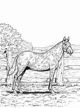 Paarden Kleurplaten Volwassenen Pferde Horses Paard Kleurplatenenzo Malvorlage 1014 Stemmen Stimmen sketch template
