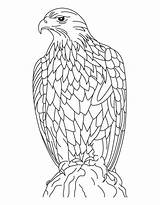Eagle Adler Ausmalbild Asd6 sketch template
