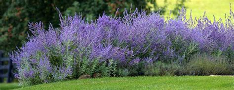 Higher Ground Landscapes Plant Of The Month For July