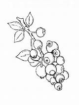 Blueberry Coloring Pages Berries sketch template