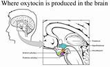 Oxytocin Hormone Documented sketch template