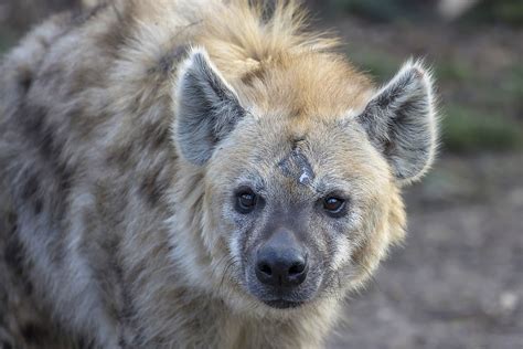 gevlekte hyena safaripark beekse bergen hilvarenbeek flickr