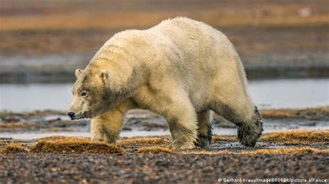 oso polar mato  una mujer   su hijo de  ano en  ataque