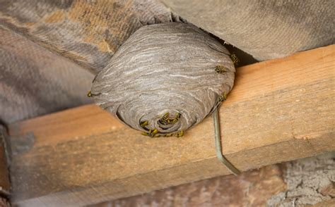 Common Locations For Wasp Nests Wasp Exterminator Dfw