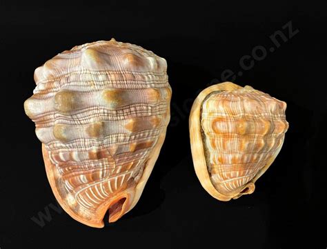 conch shells cm  cm  length natural history industry science technology