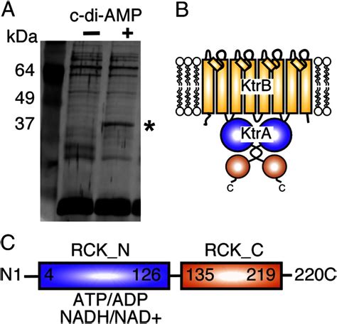 systematic identification  conserved bacterial   amp receptor