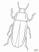 Beetle Coloring Mealworm Pages Beetles Printable Cartoons Drawing Outline Bug Insect Kids Click Clipart Color Drawings Realistic Patterns sketch template