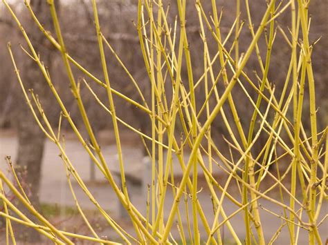 dogwood yellow twig campbells nursery