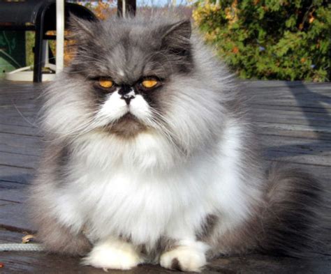 cat blog cat breeds persian
