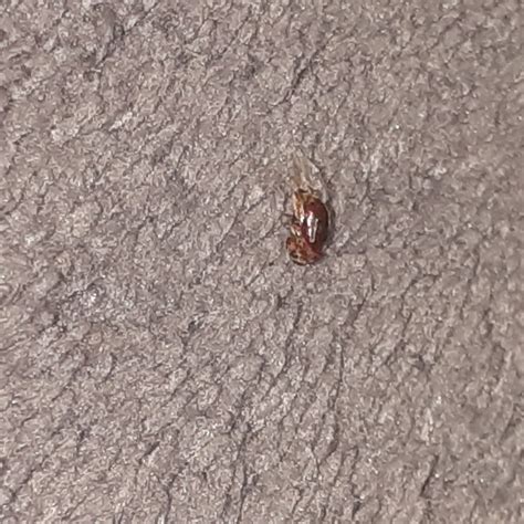 identifying tiny reddish brown flying bugs thriftyfun