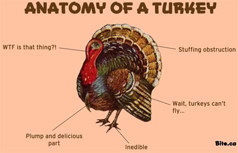 turkey anatomy