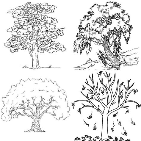 tree coloring pages  kids  adults