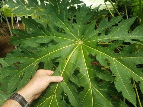 Large Leaf Tropical Plants Tropical Looking Plants Other Than Palms
