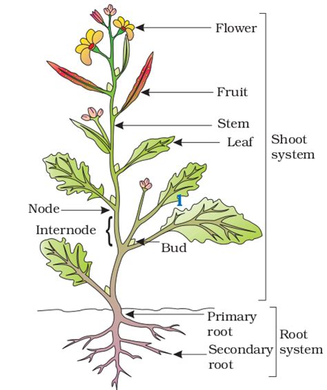 part  diagram  plant science  meritnationcom