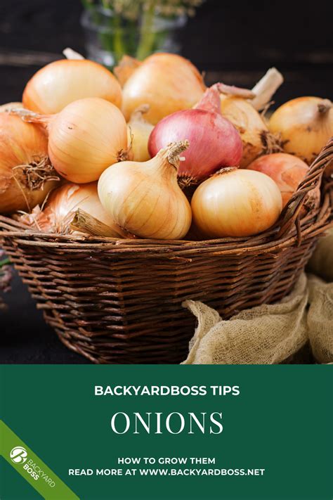 grow onions  complete planting  growing guide planting