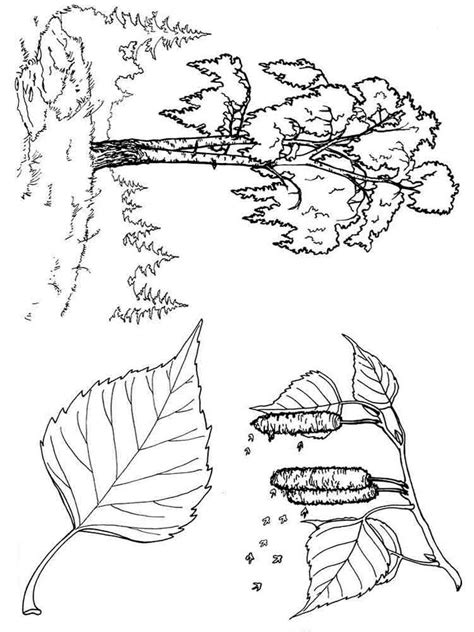 trees coloring pages   print trees coloring pages