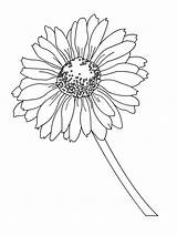 Coloring Daisies Flowers Bestcoloringpagesforkids Margarita Mycoloring sketch template