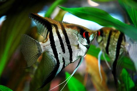 types  angelfish   freshwater angelfish varieties