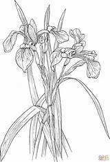 Irises Wildflower Versicolor Schwertlilie Supercoloring Realistic Verschiedenfarbige Louisiana Lirios Kategorien Piante sketch template