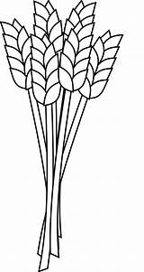 Wheat Drawing Plant Grain Crop Transparent Getdrawings sketch template