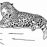 Coloring Pages Animal Realistic Printable Animals Jaguar Print Outline Kids Grassland Clipart Teens Safari Drawing Sheets Color Wildlife Teenagers Zoo sketch template