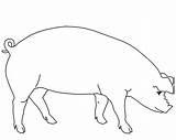 Coloring Pig Pigs Pages Cute Farm Popular Coloringhome sketch template
