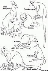 Australian Animals Printable Kangaroo Colouring Aboriginal Tiere Outline Pbl Australien Australische Fastseoguru Malvorlagen Marsupial Koala Coloringhome sketch template