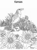 State Coloring Flower Bird Kidzone Ws Geography Kansas Both Usa sketch template