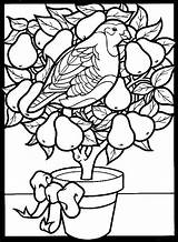 Pear Partridge Twelve Colouring sketch template