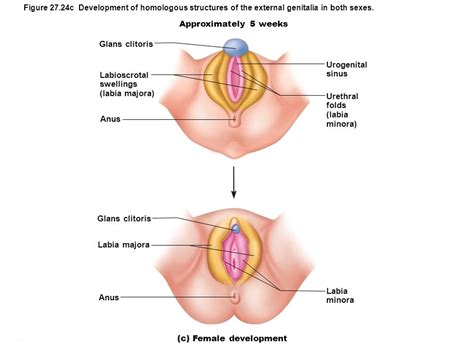 Swollen Labia Majora Causes And Treatment Charlies