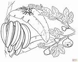 Banana Coloring Bananas Tree Pages Bunch Despereaux Tale Plants Monkey Fruits Clip Printable Gif Cherry Bee Pineapple Leaf sketch template